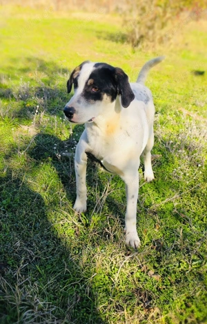 Dalmatiner Mix Momo ein liebenswerter toller Rüde 