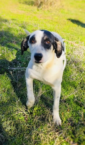 Dalmatiner Mix Momo ein liebenswerter toller Rüde 