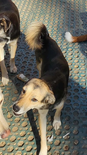 ANNIE - Traumzuhause gesucht (wartet in Rumänien) Bild 2