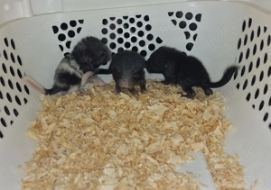 Chinchilla Nachwuchs 