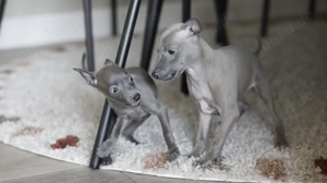 Entzückende italienische Windhundwelpen.