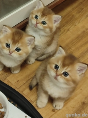 Black golden Shell  Baby 