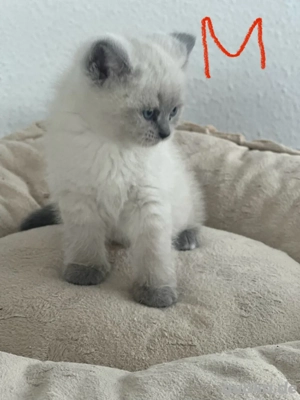 Britisch Kurzhaar Kitten BKH