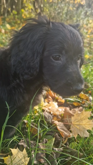 4 kleine Hundemädchen suchen liebevolles Zuhaus WhatsApp      (Adoption)