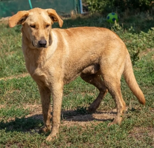 Manuel, ein herzallerliebster Junghund