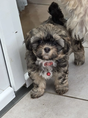 Bolonka Zwetna Welpen 