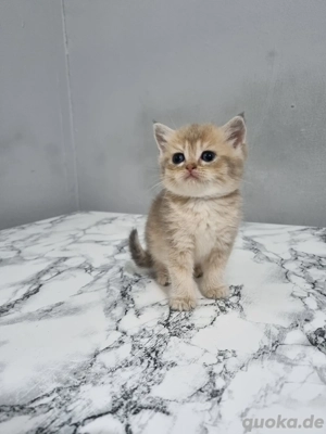 BKH Britisch Kurzhaar baby mix