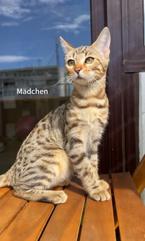 Bengalkätzchen ein Mädchen und ein Junge