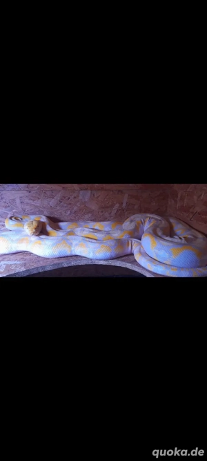Albino Netzpython