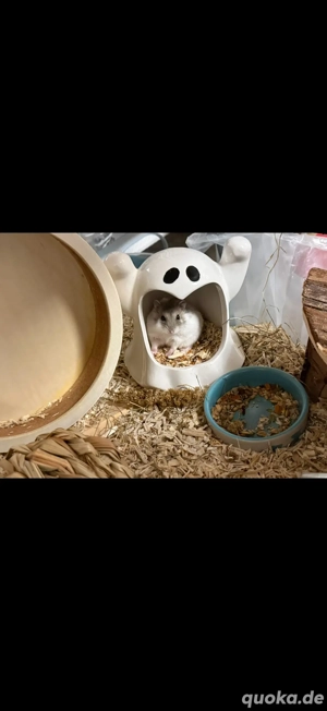 Dsungarischer Zwerghamster