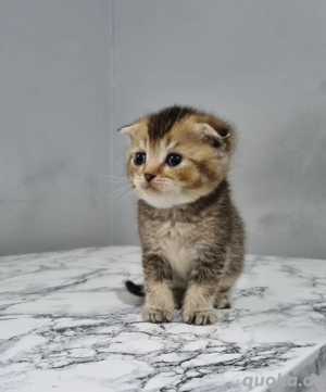 BKH Britisch Kurzhaar baby mix