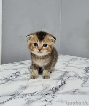 BKH Britisch Kurzhaar Katzenbaby mix Bild 2