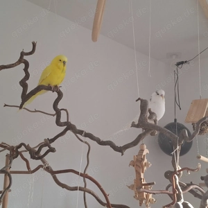2 wellensittiche 