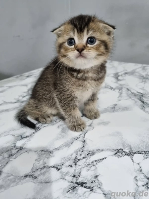 BKH Britisch Kurzhaar baby mix