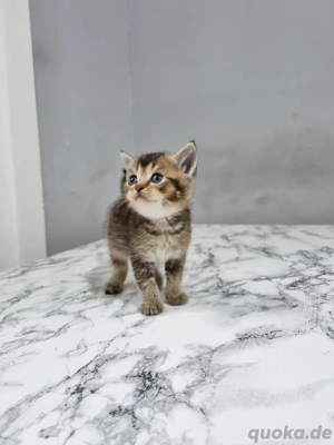 BKH Britisch Kurzhaar baby mix