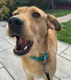 Sissy sucht ihre Menschen