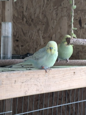 Wellensittich Junge Rainbow abzugeben 