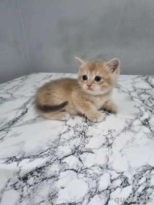 BKH Britisch Kurzhaar Katzenbaby mix Bild 3