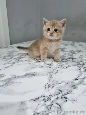BKH Britisch Kurzhaar Katzenbaby mix Bild 5