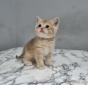 BKH Britisch Kurzhaar Katzenbaby mix Bild 2