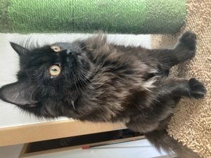 Perserkater Yuki sucht neues Zuhause