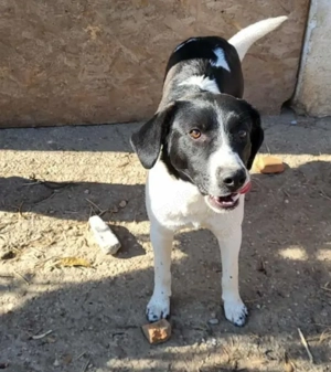 BERNY - sucht sein Für-immer-Zuhause (wartet in Rumänien)