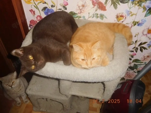 Britisch Kurzhaar Kastraten