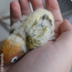 Pfirsichköpfchen Agaporniden Unzertrennliche  Bild 3