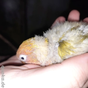 Pfirsichköpfchen Agaporniden Unzertrennliche  Bild 4