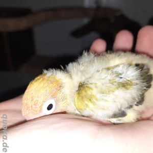 Pfirsichköpfchen Agaporniden Unzertrennliche  Bild 5