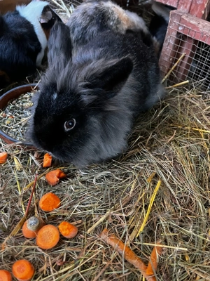 Löwenkopfzwergkaninchen 
