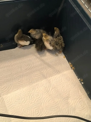 Chinesische Zwergwachteln abzugeben 