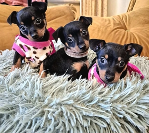 Prager Rattler Welpen Black and tan Bild 2