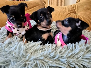 Prager Rattler Welpen Black and tan Bild 4