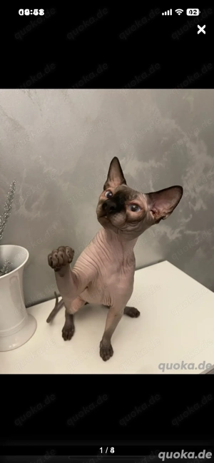 Deckkater Canadian Sphynx Kanadische Sphinx männlich 