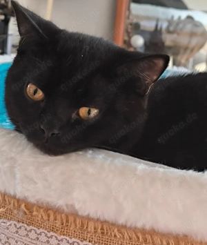 Britisch Kurzhaar warten auf ein neues Zuhause