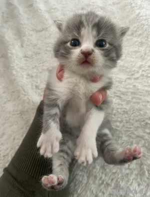 BLH Mischling Weibchen