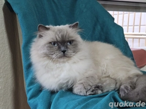 Britisch Langhaar Kater (kastriert)