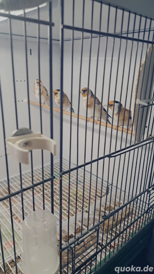 Stieglitz sceke facciato 