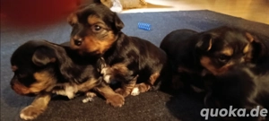 Vorankündigung süße kleine Welpen  Bild 5