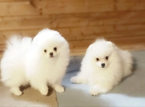 Pomeranian Zwergspitz