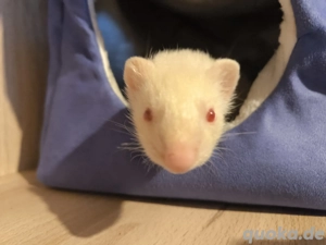 Handzahmer Frettchen Rüde sucht neues Zuhause