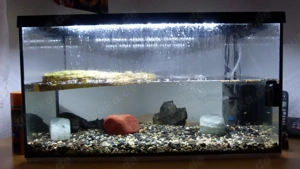 Zwei Wasserschildkröten mit Becken und Zubehör