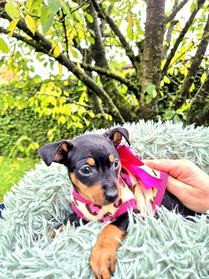 Prager Rattler Welpen Black and tan Bild 3