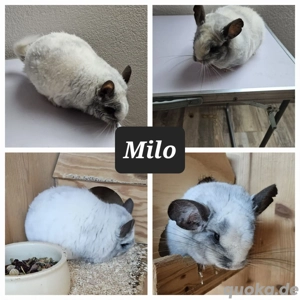 Chinchilla Päärchen männlich