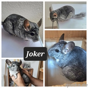 Chinchilla Päärchen männlich Bild 2