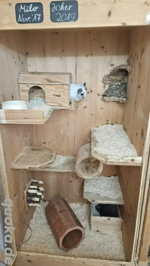 Chinchilla Päärchen männlich Bild 3