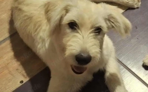 Schneeball Salvina wartet auf dich Bild 4