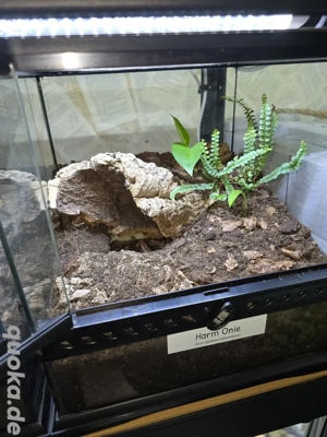 0.1 Sericopelma rubronitens inklusive Terrarium zu Verkaufen! Bild 2