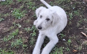 Schneeball Salvina wartet auf dich